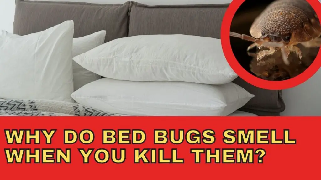 Why Do Bed Bugs Smell When You Kill Them?