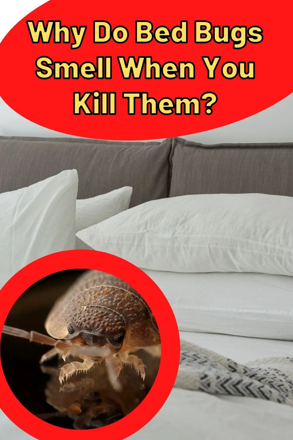 Why Do Bed Bugs Smell When You Kill Them? PIN