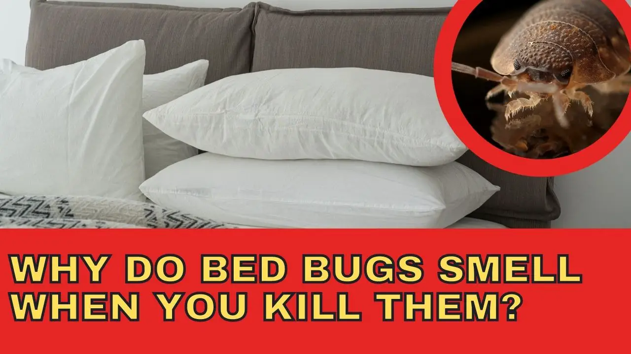 Why Do Bed Bugs Smell When You Kill Them?