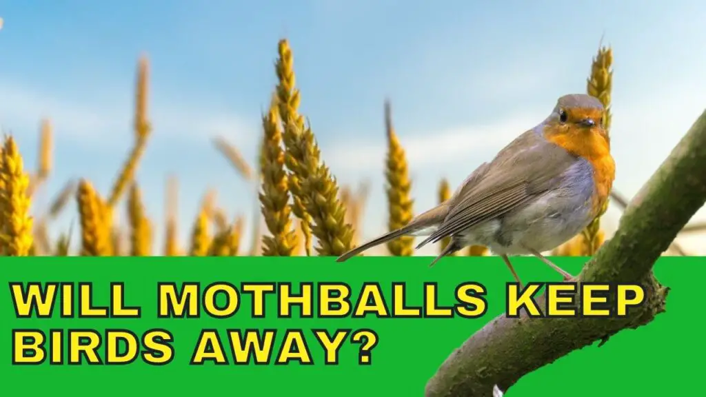 will mothballs keep birds away