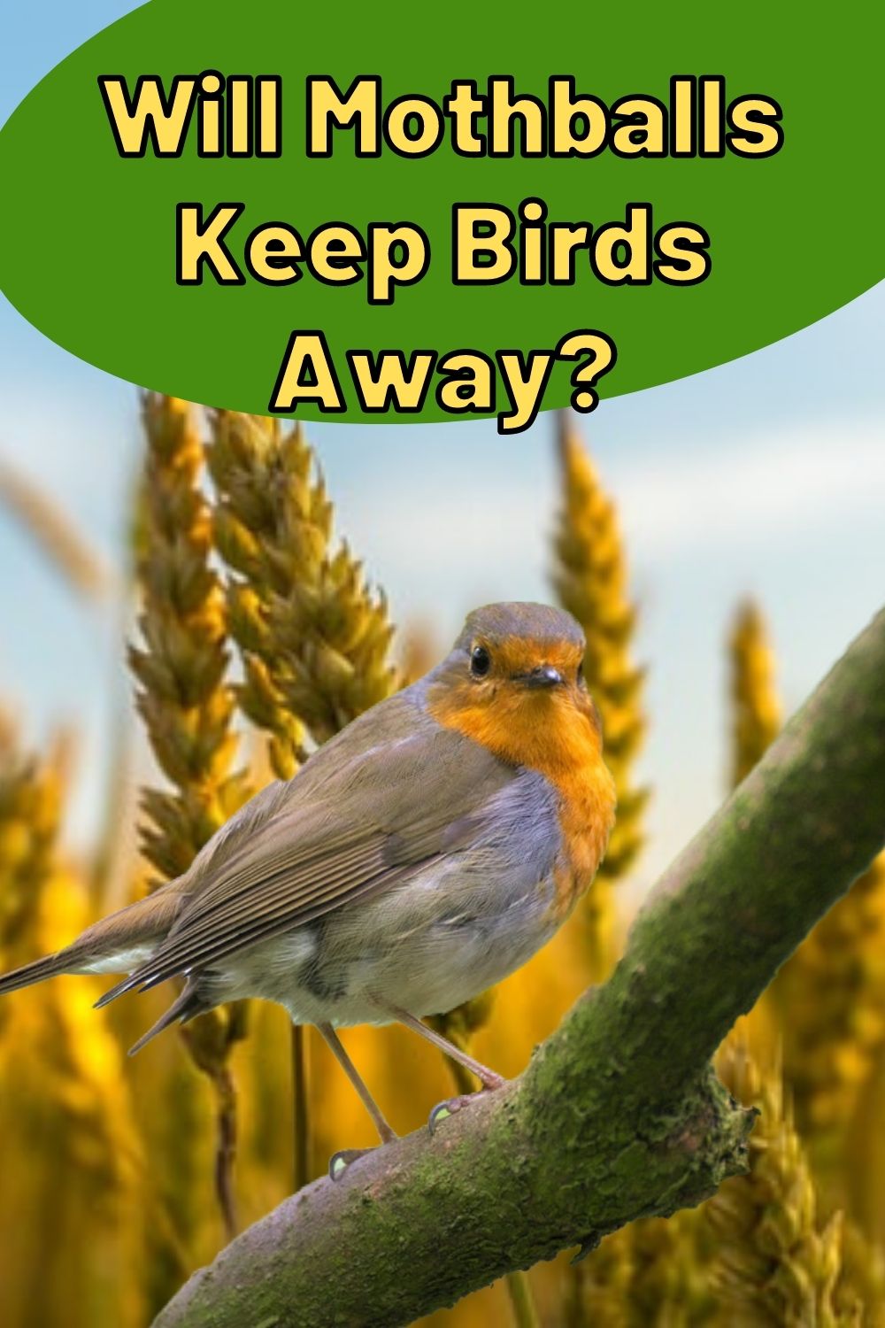 will mothballs keep birds away