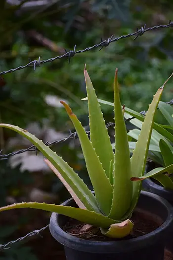 aloe vera plant