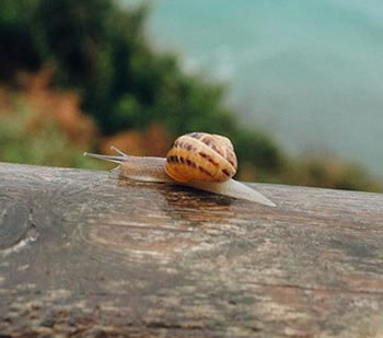 snail