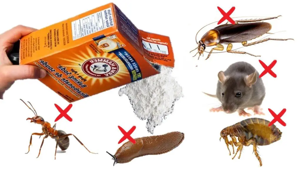 How to kill pests using baking soda