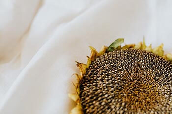 dried sunflower