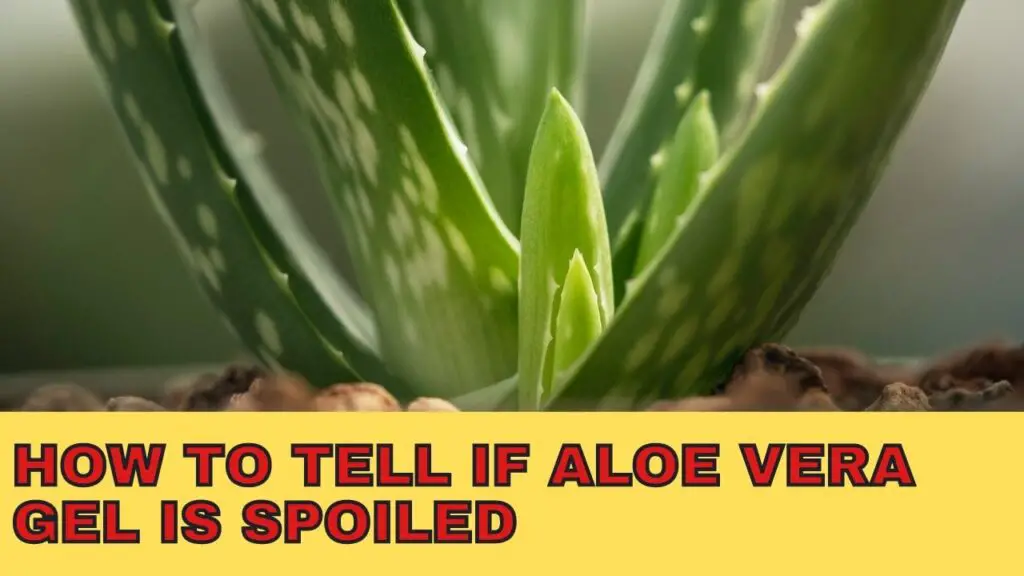 How To Tell If Aloe Vera Gel Is Spoiled
