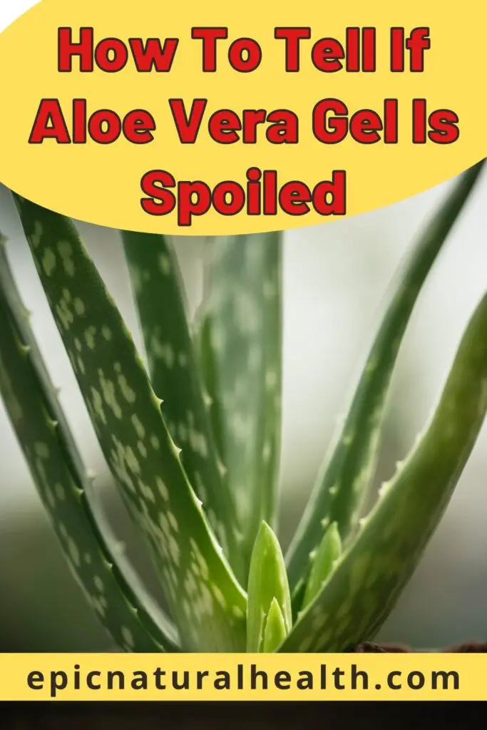 How To Tell If Aloe Vera Gel Is Spoiled Epic Natural Health