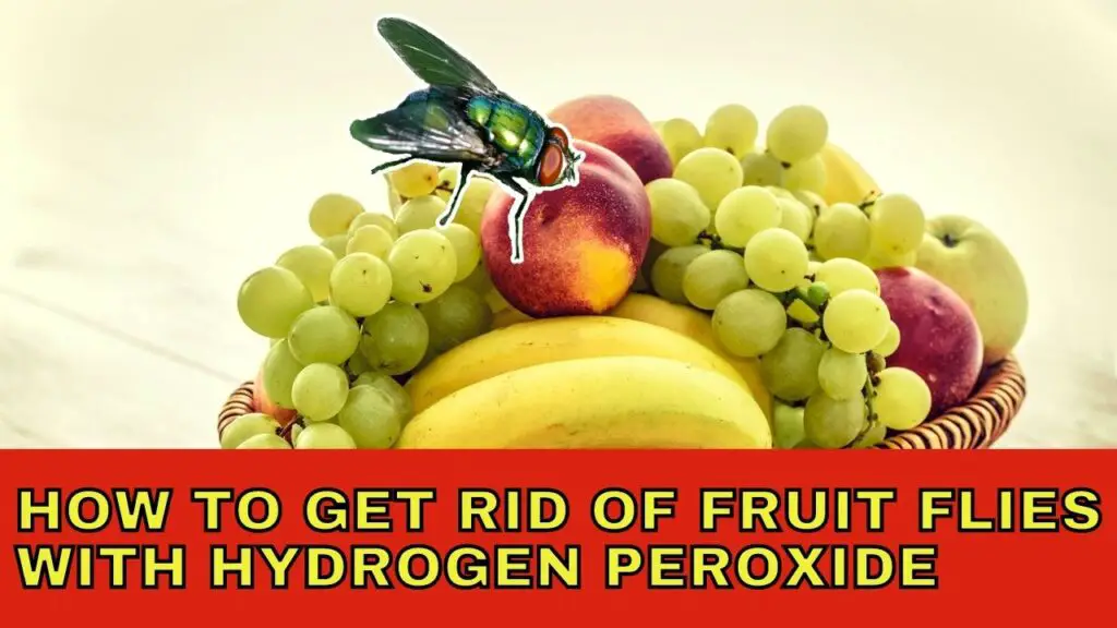 How To Get Rid Of Fruit Flies With Hydrogen Peroxide