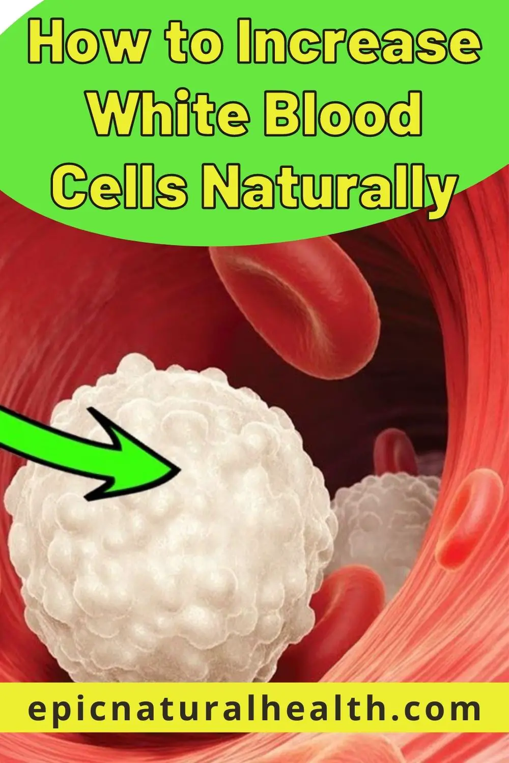 How to Increase White Blood Cells Naturally PIN