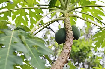 papaya 