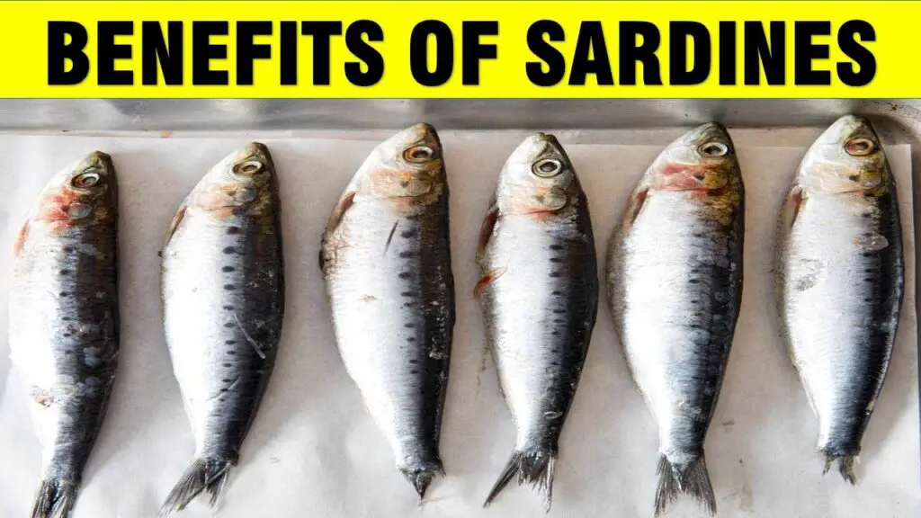 Benefits of Sardines