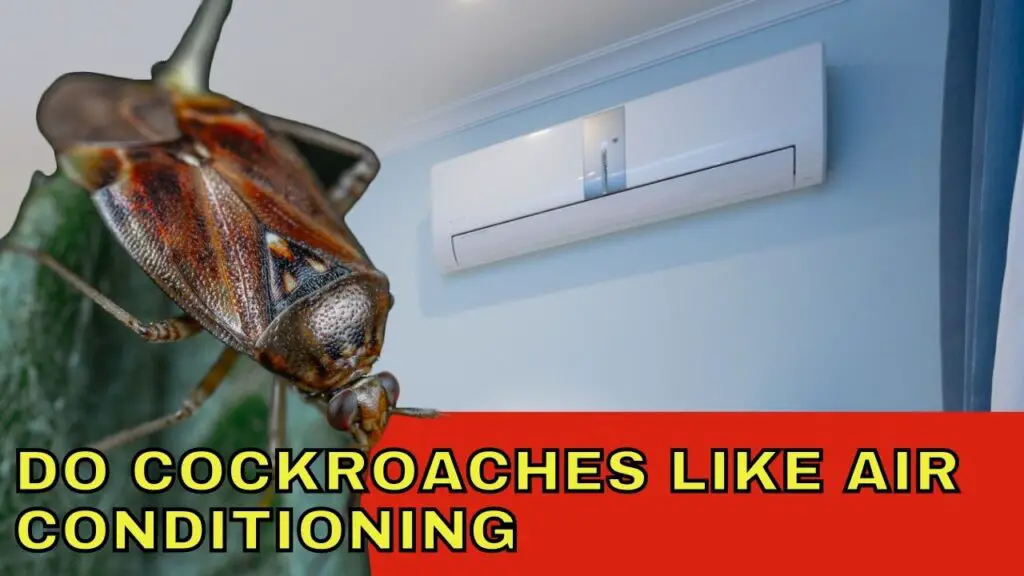 Do Cockroaches Like Air Conditioning