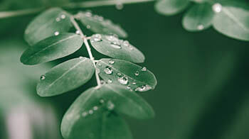 moringa leaves