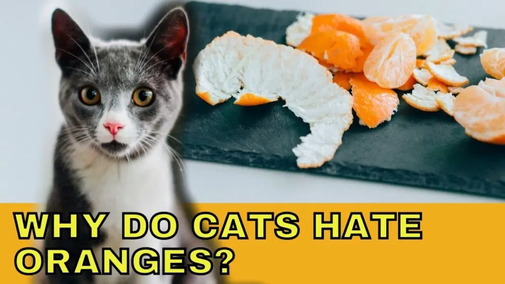 Why Do Cats Hate Oranges