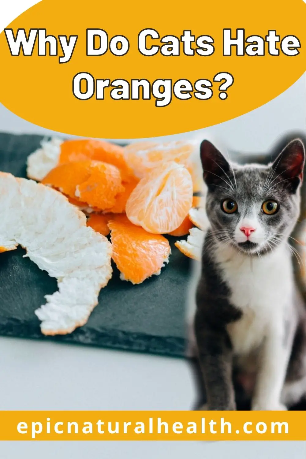 Why Do Cats Hate Oranges PIN