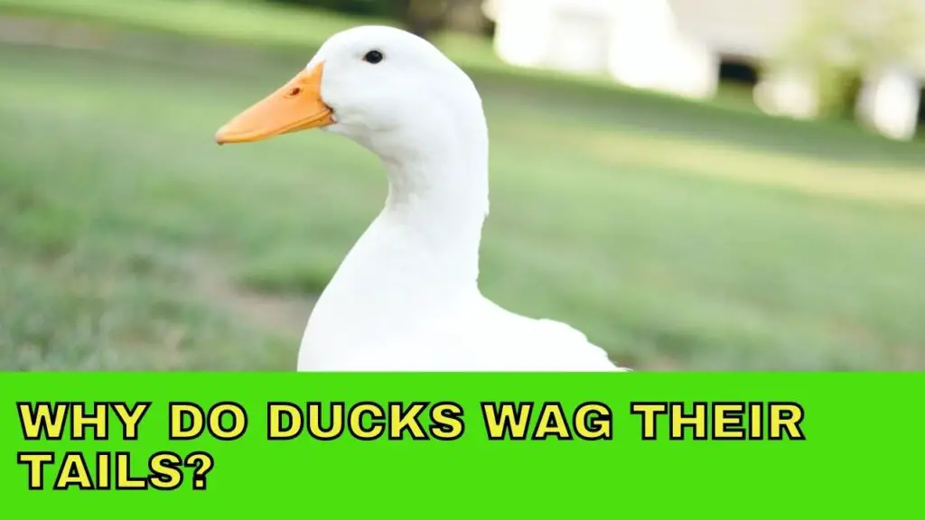 Why do Ducks Wag their Tails