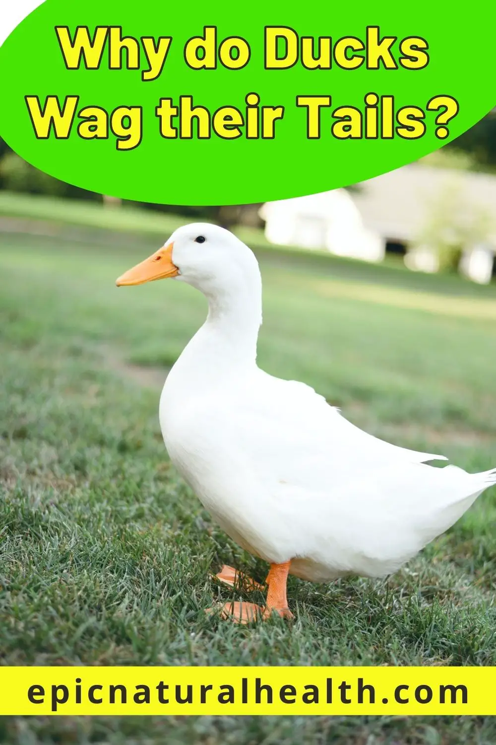 Why do Ducks Wag their Tails PIN