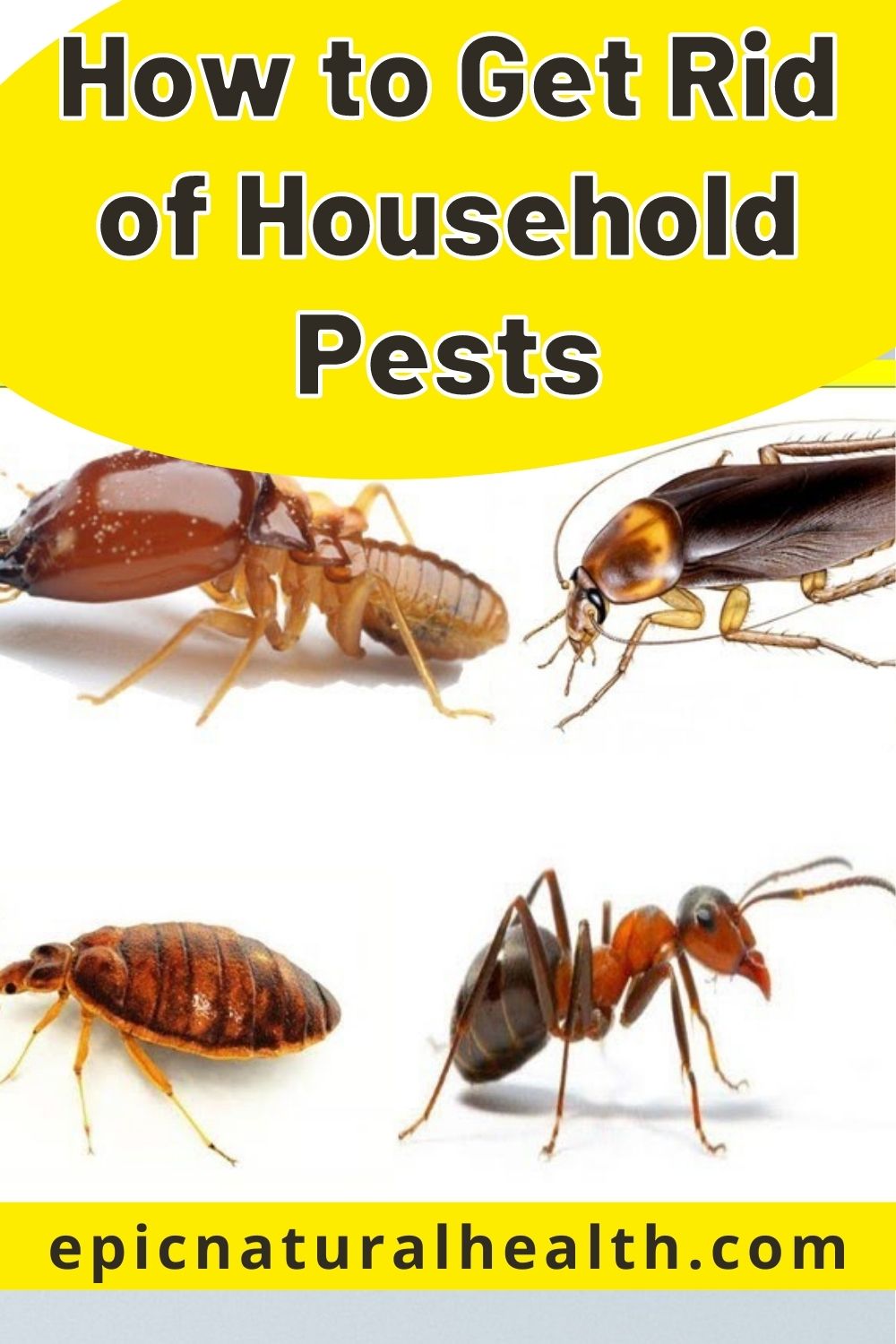 How to Get Rid of Household Pests