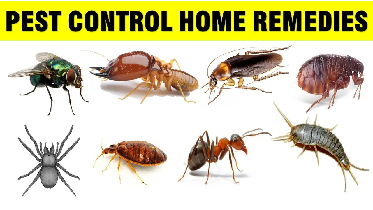 How to Get Rid of Household Pests